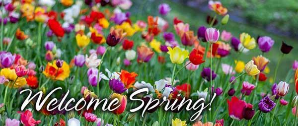 Tulips of many colors and Welcome Spring!
